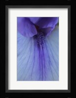 Lavender Bearded Iris Fine Art Print