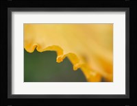 Peach Bearded Iris Fine Art Print