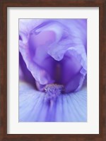 Lavender Bearded Iris Fine Art Print