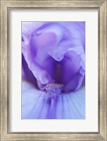 Lavender Bearded Iris Fine Art Print