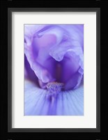 Lavender Bearded Iris Fine Art Print