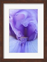 Lavender Bearded Iris Fine Art Print