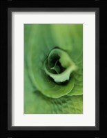 Hosta Leaf Detail 1 Fine Art Print