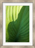 Hosta Leaf Detail 2 Fine Art Print