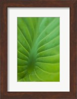 Hosta Leaf Detail 3 Fine Art Print