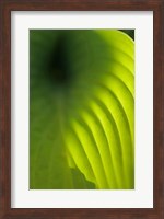 Hosta Leaf Detail 4 Fine Art Print