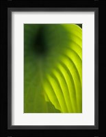 Hosta Leaf Detail 4 Fine Art Print