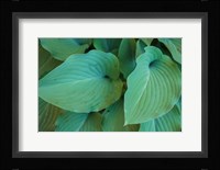 Hosta Leaf Detail 5 Fine Art Print