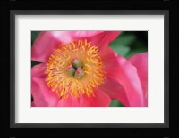 Pink Peony Bloom Fine Art Print