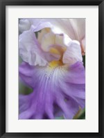 Pale Lavender Bearded Iris Close-Up Fine Art Print