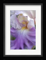 Pale Lavender Bearded Iris Close-Up Fine Art Print