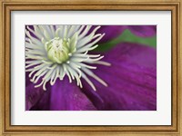 Purple Clematis Bloom Fine Art Print