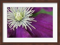 Purple Clematis Bloom Fine Art Print