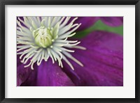 Purple Clematis Bloom Fine Art Print
