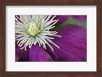 Purple Clematis Bloom Fine Art Print