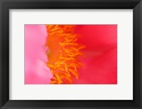 Pink Peony Bloom 1 Fine Art Print