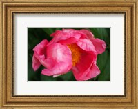 Pink Peony Bloom 2 Fine Art Print