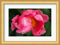 Pink Peony Bloom 2 Fine Art Print