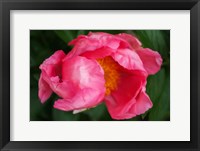 Pink Peony Bloom 2 Fine Art Print
