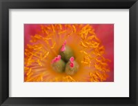 Pink Peony Bloom 3 Fine Art Print