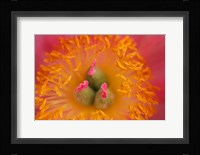 Pink Peony Bloom 3 Fine Art Print