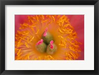 Pink Peony Bloom 3 Fine Art Print