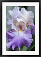 Pale Lavender Bearded Iris Bloom Fine Art Print