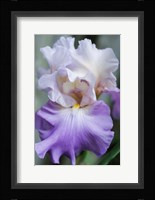 Pale Lavender Bearded Iris Bloom Fine Art Print