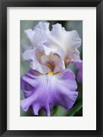Pale Lavender Bearded Iris Bloom Fine Art Print