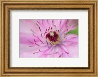 Pale Pink Clematis Blossom 1 Fine Art Print