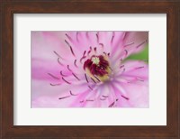 Pale Pink Clematis Blossom 1 Fine Art Print