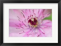 Pale Pink Clematis Blossom 1 Fine Art Print