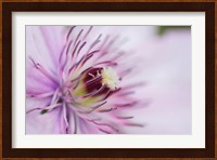 Pale Pink Clematis Blossom 2 Fine Art Print
