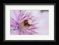 Pale Pink Clematis Blossom 2 Fine Art Print