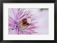 Pale Pink Clematis Blossom 2 Fine Art Print