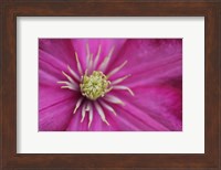 Pale Pink Clematis Blossom 3 Fine Art Print