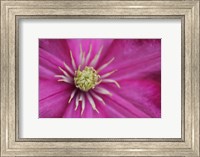 Pale Pink Clematis Blossom 3 Fine Art Print