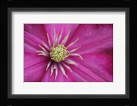 Pale Pink Clematis Blossom 3 Fine Art Print
