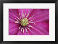 Pale Pink Clematis Blossom 3 Fine Art Print