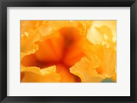 Bearded Iris Flower Close-Up 1 Fine Art Print