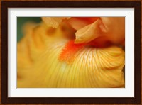 Bearded Iris Flower Close-Up 2 Fine Art Print