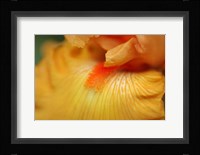 Bearded Iris Flower Close-Up 2 Fine Art Print