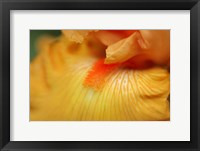 Bearded Iris Flower Close-Up 2 Fine Art Print