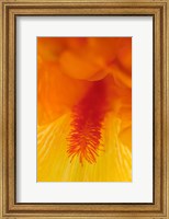 Bearded Iris Flower Close-Up 3 Fine Art Print