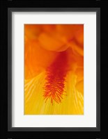 Bearded Iris Flower Close-Up 3 Fine Art Print