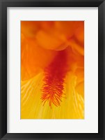 Bearded Iris Flower Close-Up 3 Fine Art Print