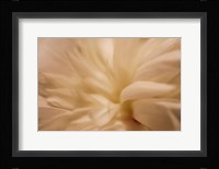 White Peony 1 Fine Art Print
