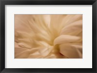 White Peony 1 Fine Art Print