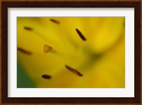 Yellow Daylily Flower Close-Up 1 Fine Art Print