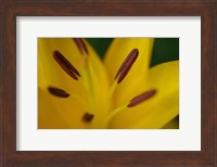 Yellow Daylily Flower Close-Up 2 Fine Art Print